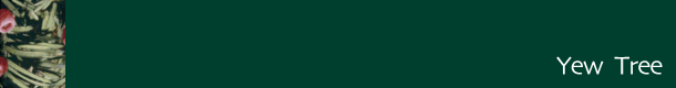 National Trust Greenhouse - Yew Tree colour