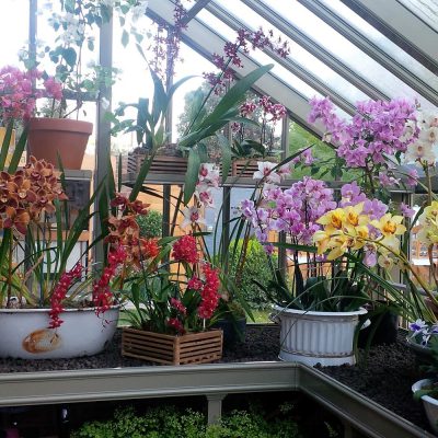 Die Welt der Orchideen – Fakten & Pflegetipps