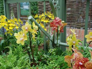 Orchideenvielfalt im Gewächshaus