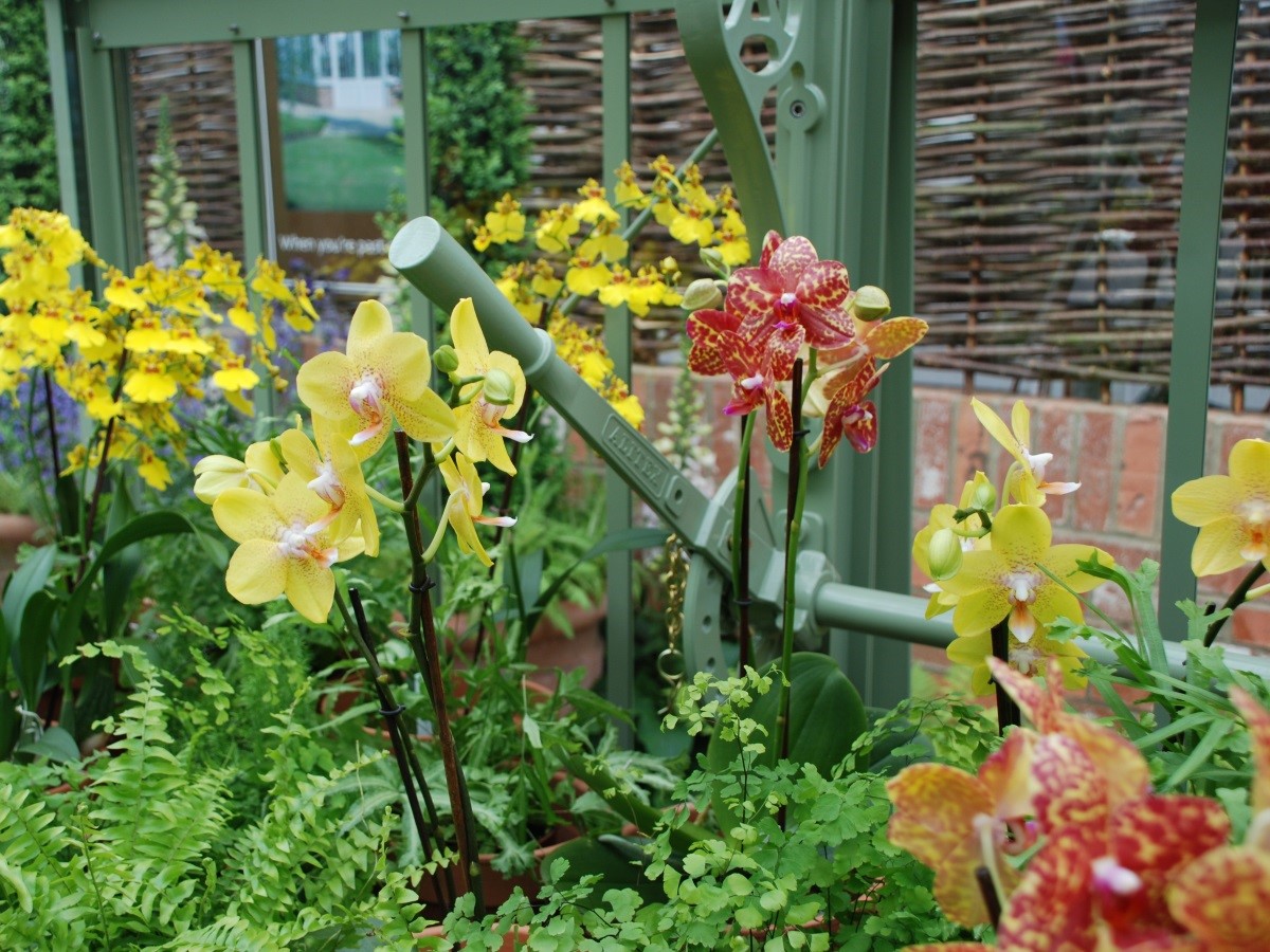 Orchideen im Gewächshaus.