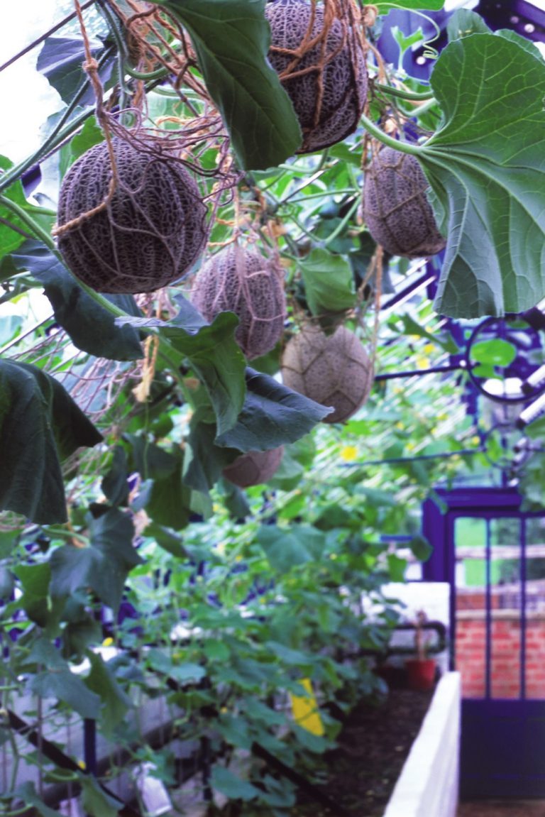 Baum Als Spalier Ziehen