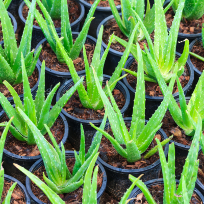 Wie man Aloe vera im Gewächshaus vermehrt