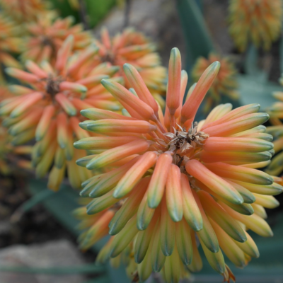 Wie man Aloe vera im Gewächshaus vermehrt und zum Blühen bringt